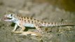 Efforts to protect the endangered blunt-nosed leopard lizard