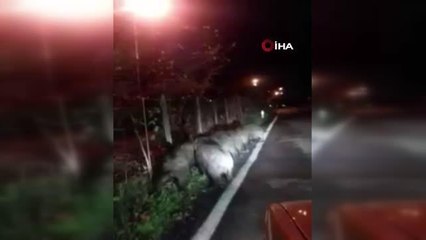 Aç kalan domuz sürüsü köye indi
