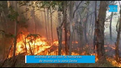 Incendio arrasó con 56 hectáreas de monte en la zona Oeste