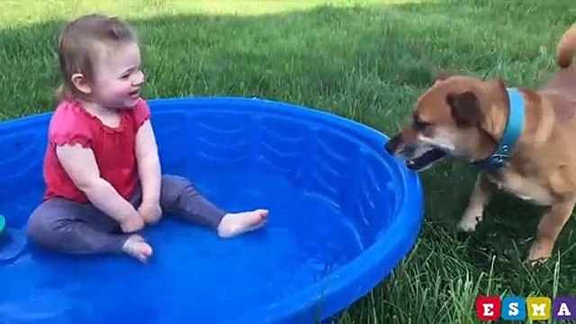 Funniest Dogs and Cats Komik hayvan çocuk videoları Cutest Animals videos