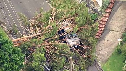 Thousands of homes still without power in Sydney after severe storm