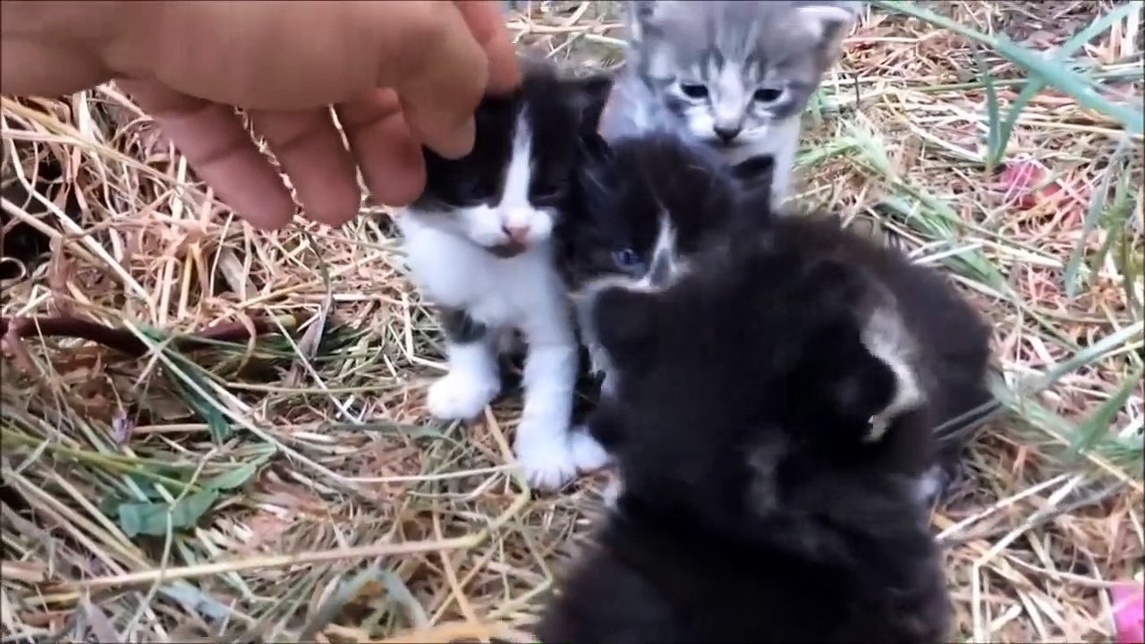 cute and funny cats compilation #1