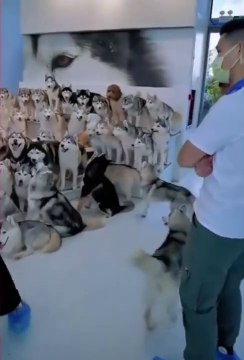 World of Huskies _ Cute and Funny Dog Videos _ #shorts