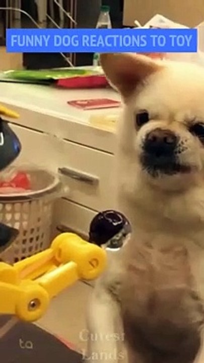 These Are Some Of Best Funny Dog Videos In 2021 Try Not To Laugh Funny Videos Cute Dog Video Shorts_1080p