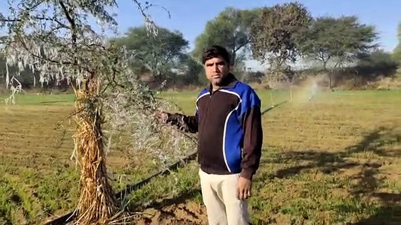 बर्फीली हवाओं से शेखावाटी में फिर जमी बर्फ, फते...