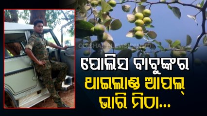 Police Official Grows Exotic Apples In Ganjam