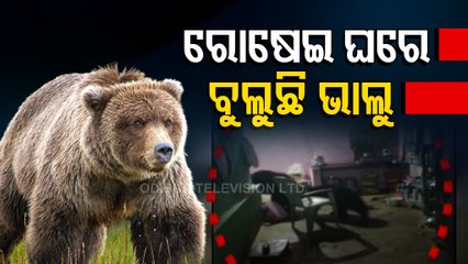 Wild Bear Enters Residential Area In Malkangiri
