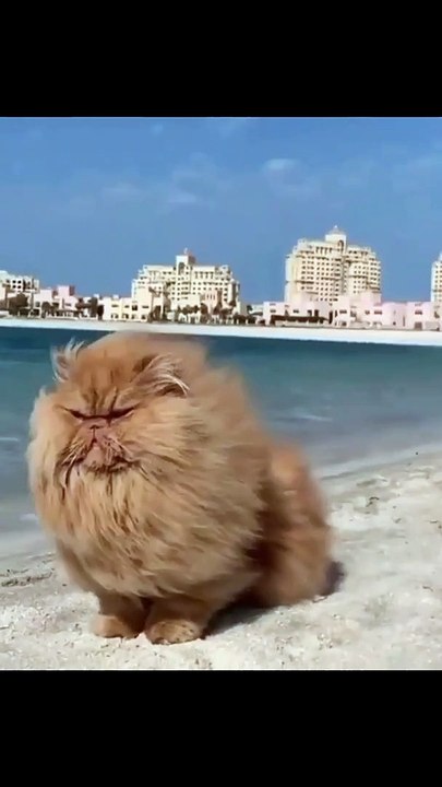 Cute Doge Fell Excited On Dubai Beach