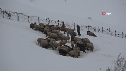 Doğulu besicilerin kar üzerinde zorlu mücadelesi başladı
