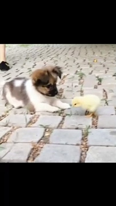 Cute Puppy Doge And Small Baby chick Are Playing