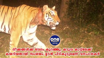 നീക്കങ്ങള്‍ക്ക് വേഗം കുറഞ്ഞു, കടുവ കാട്ടിലേക്ക് കയറിയതായി സംശയം