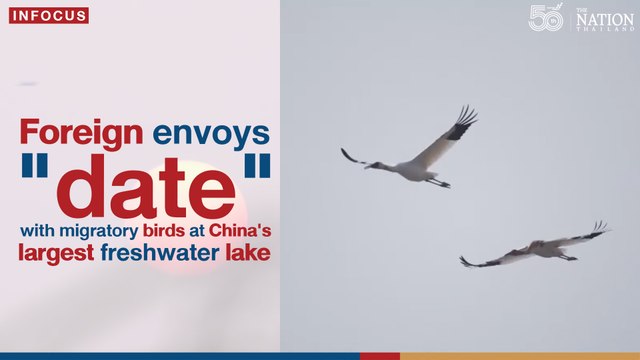 Foreign envoys date with migratory birds at China's largest freshwater lake | The Nation Thailand