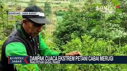 Dampak Cuaca Ekstrem, Petani Cabai Gagal Panen