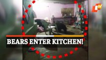 Caught On Cam: Family Gets Shock Of Life After Finding Wild Bears Prowling In Kitchen