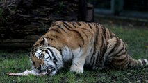 Zoopark'ta yırtıcı hayvanların beslenmeleri nefes kesti