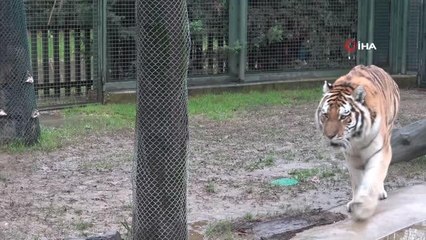 Zoopark'ta yırtıcı hayvanların beslenmeleri böyle görüntülendi