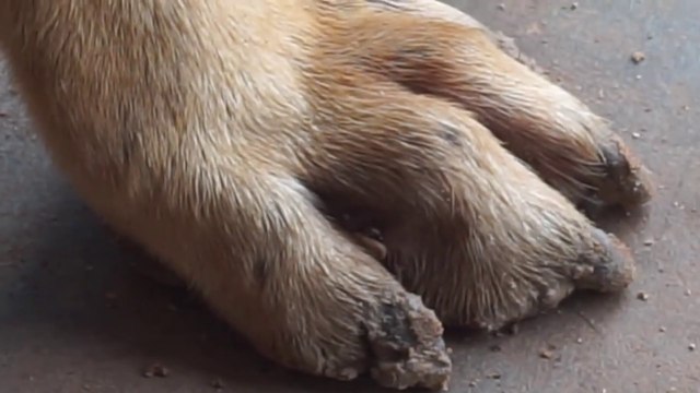 Remove hundred fleas and Ticks on Dog's body