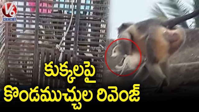 Public Alleges Monkeys Finish 250 Dogs In Maharashtra _ V6 News