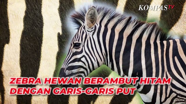 Kenapa Zebra Tubuhnya Belang Hitam-putih?