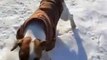 Nouveau sport d'hiver : la course luge contre chien...