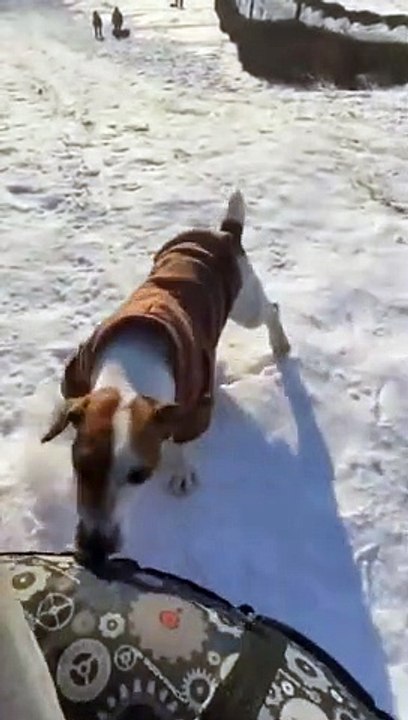 Nouveau sport d'hiver : la course luge contre chien...