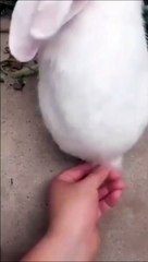 Les lapins cachent de grandes queues