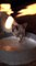Cat Dinner Time | Funny Cats | Cute Cats | AR Studio