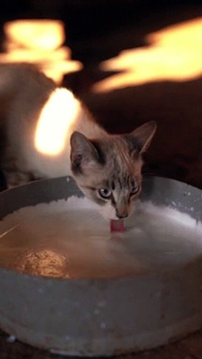 Cat Dinner Time | Funny Cats | Cute Cats | AR Studio