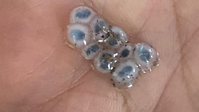 Nazar boncuğu şeklinde dolu yağdı