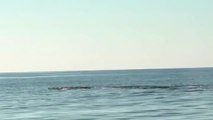Las ballenas jorobadas regresan a Oaxaca, México