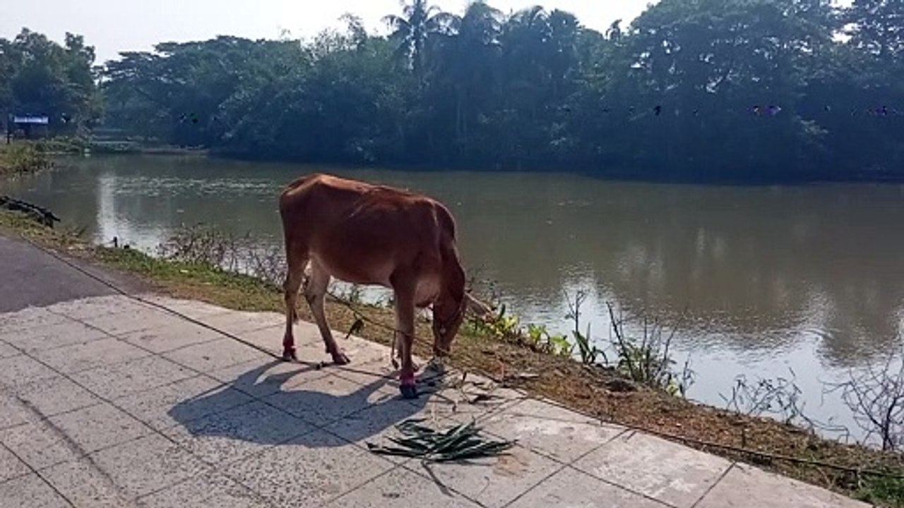 Beautiful cow videos 