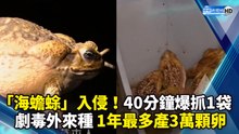 劇毒外來種「海蟾蜍」入侵！ 一年可產3萬顆卵！40分鐘抓到1大袋