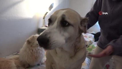 Engelli ve hasta sokak hayvanlarına anne oldu