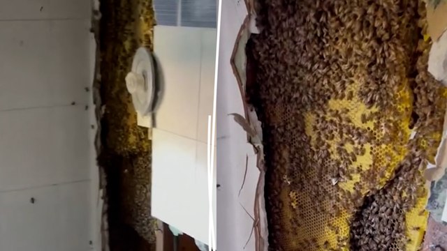 Une ruche géante de 80 000 abeilles retrouvée derrière une douche