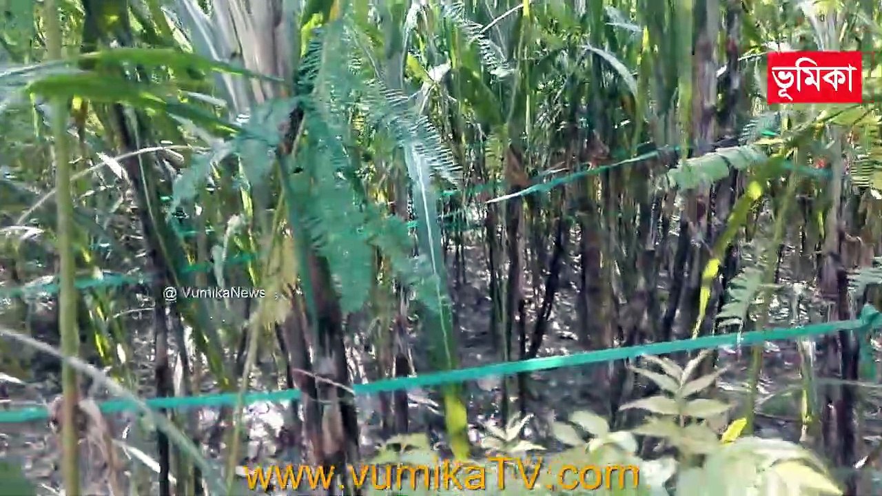 SugarCane Cultivation | sugarcane cultivation in Bangladesh | Sugarcane | Vumika Agro  | Vumika TV