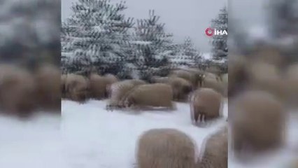 Karda yayılan koyunlar ilginç görüntüler oluşturdu