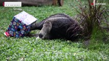 تصاویری از باغ‌وحشی در کلمبیا؛ وقتی حیوانات هدیه کریسمس می‌گیرند