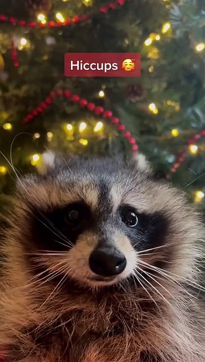 Un mapache que ha bebido demasiado