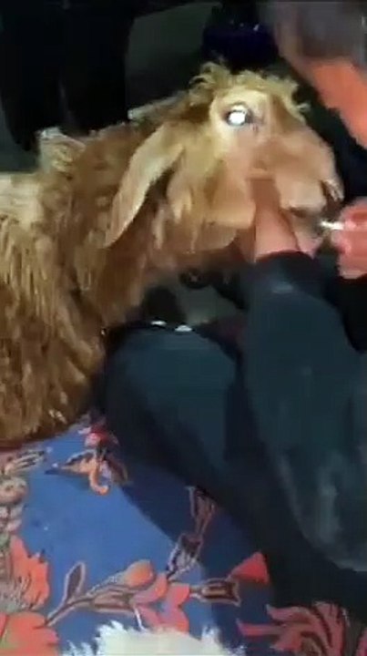 Una pelea por una piruleta entre un niño y su oveja