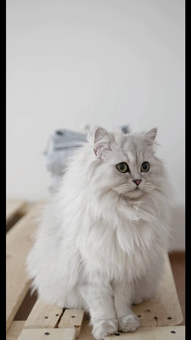 ⁣Privacy issues of our Persian cat! | pets point | pets station | pets compilation
