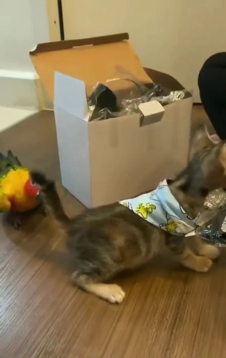 Baby Cat Vs Parrot | Funny Cats | Cute Cats | AR Studio