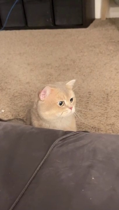 Baby Cat | Funny Cats | Cute Cats | AR Studio