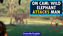 Assam: 30-year old man attacked by wild elephant in Dhubri, admitted to hospital | Oneindia News