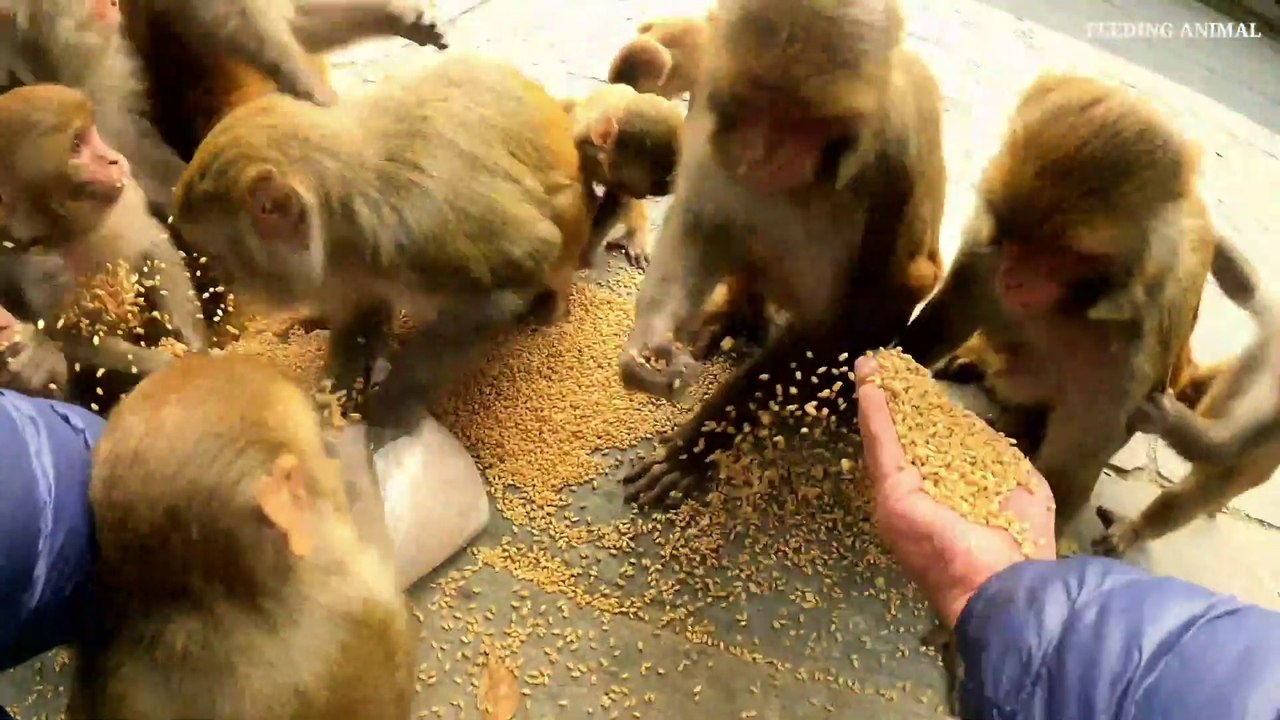 wheat, one of the favourite food of monkey __ feeding wheat to hungry monkey __ _Full-HD