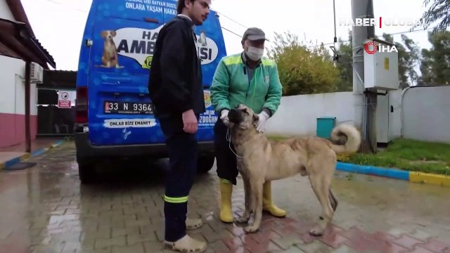 Mersin'de trafikte akılalmaz görüntüler! Köpeği aracın arkasına bağlayarak kilometrelerce koşturdu