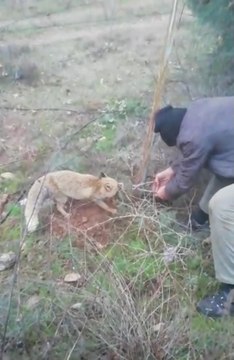 Köylülerin tilkiyi kurtarırken yaptığı konuşmalar güldürdü