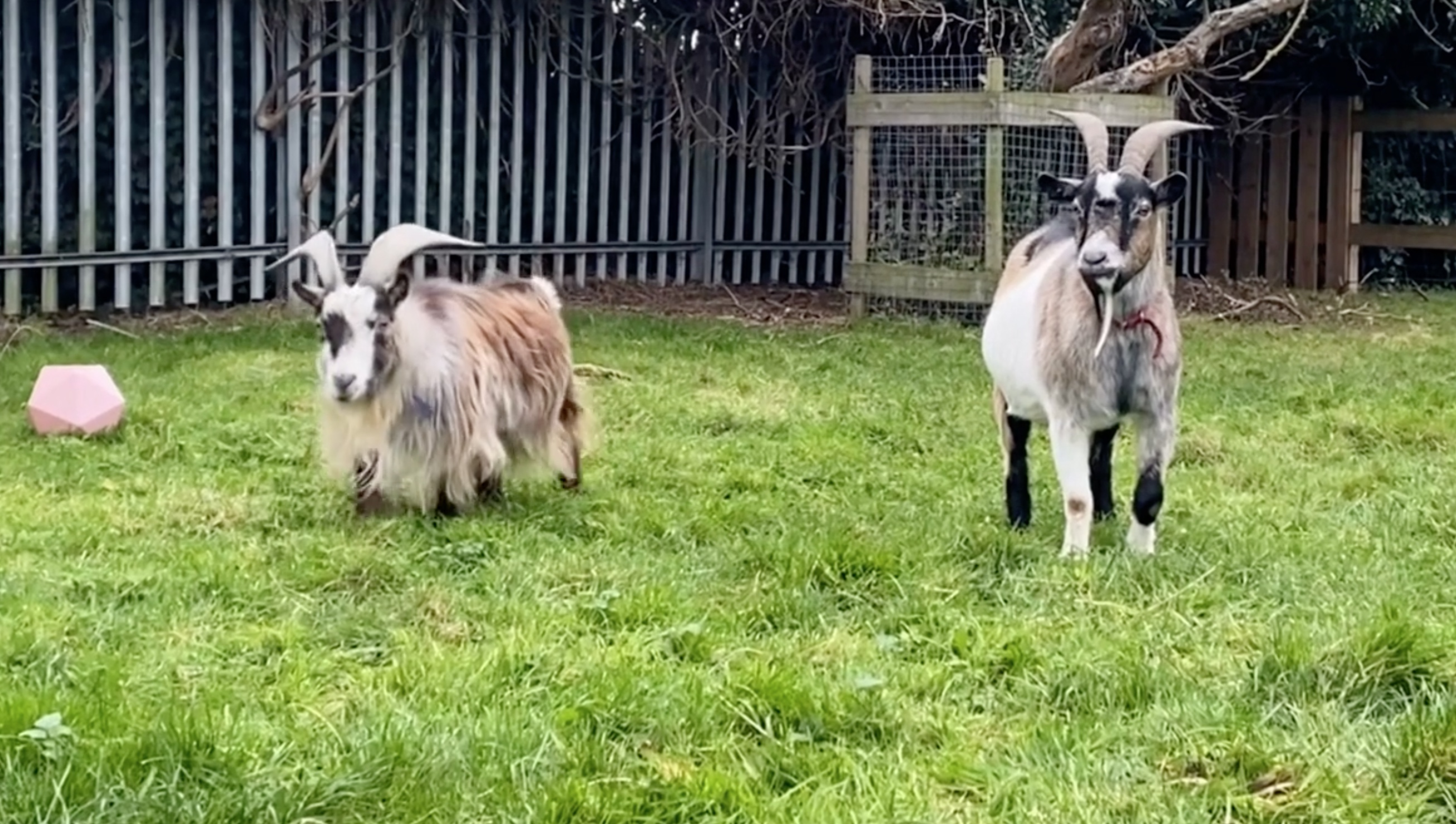 School farm teaches students animal care skills