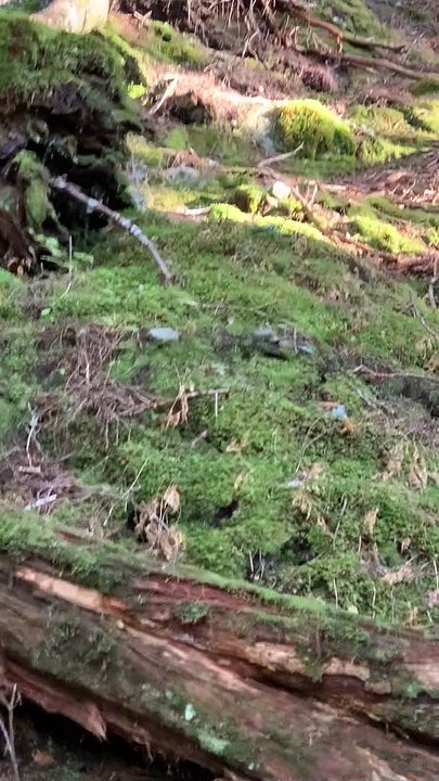 Rotund Bear Shows Up For Downed Deer