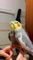 Amazing talking birds / Funny bird sound