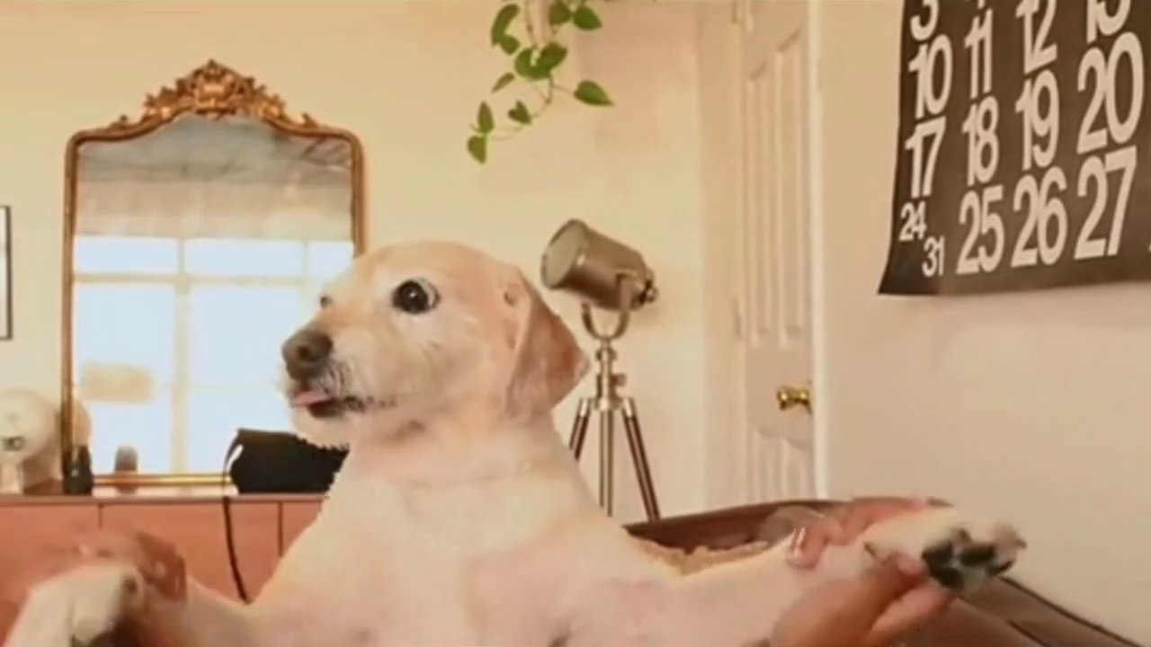 Cute funny dogs